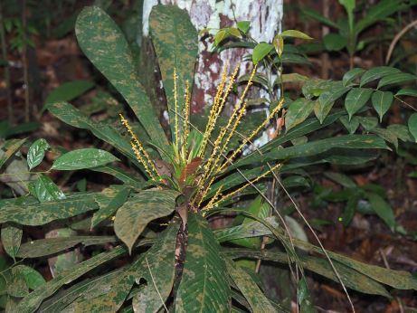 Flowering Leaf Litter Plant photo
